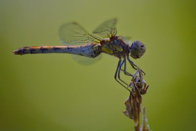 Close-up of dragonfly on plant