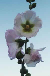 Close-up of pink flowers