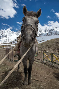 Horse standing against sky