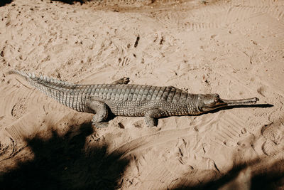 High angle view of crocodile on sand