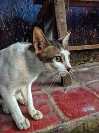 Cute cat looking for food