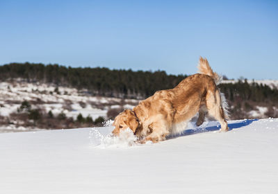 Dog on snow covered landscape during winter