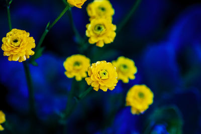 Close-up of yellow flowering plant