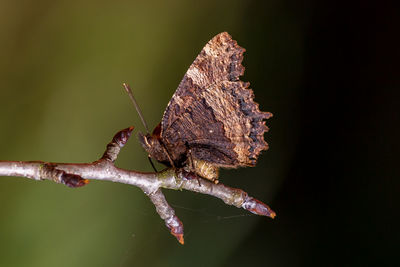 Close-up of butterfly on flower