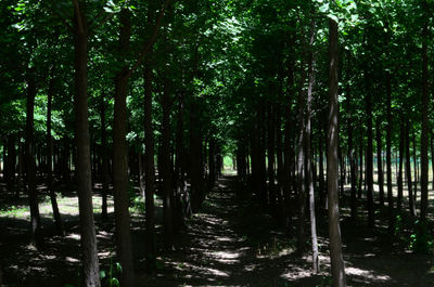 View of bamboo trees in forest