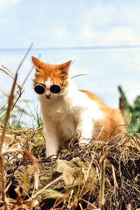 Portrait of cat sitting on field