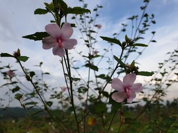 Close-up of pink flowering plant against sky