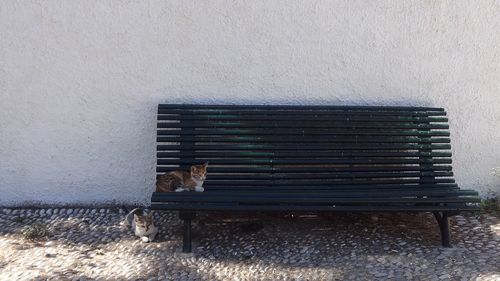 Cat on brick wall