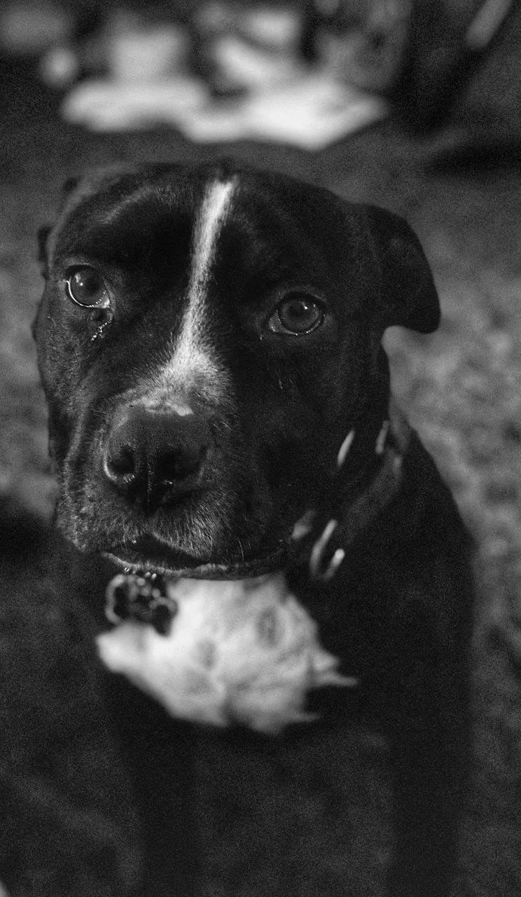 CLOSE-UP PORTRAIT OF DOG LOOKING THROUGH CAMERA