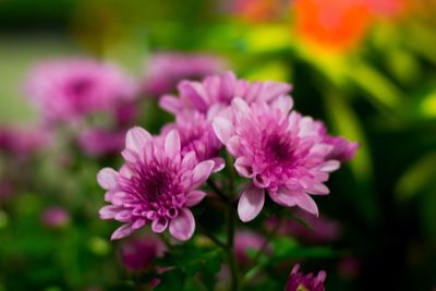 Close-up of pink flowers blooming outdoors