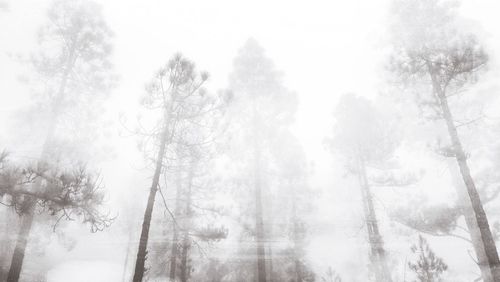 Bare trees in foggy weather