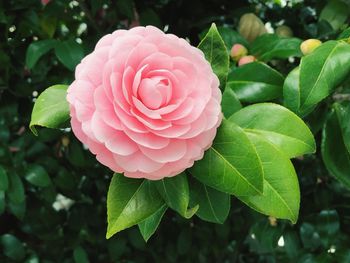 Close-up of pink rose