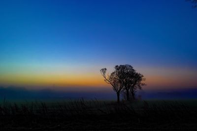 Tree against sky during sunset