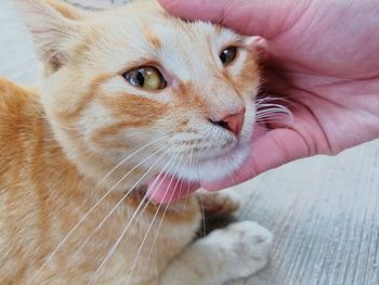 Close-up of hand holding cat