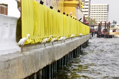 View of birds on wall in city