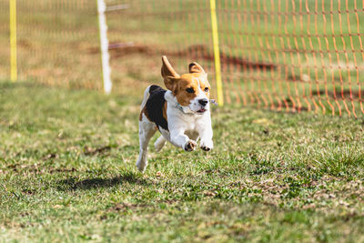 Dog running on field