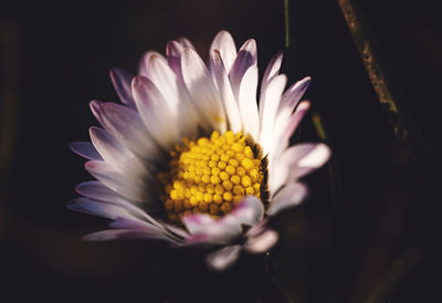 Close-up of purple daisy flower