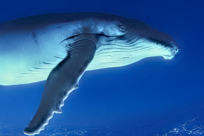 Underwater profile of a humpback whale