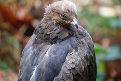 Close-up of owl perching outdoors