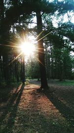 Sun shining through trees