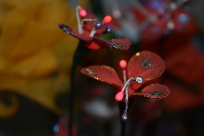 Close-up of wet red flower