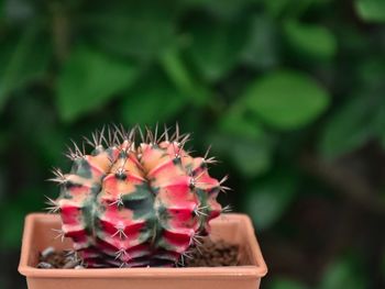 Close-up of small cactus plant