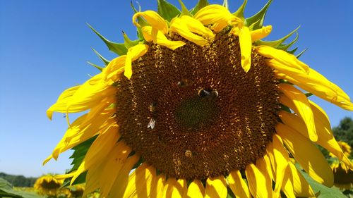 Close-up of bee on sunflower