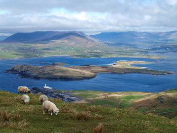 Sheep grazing on field by lake against sky