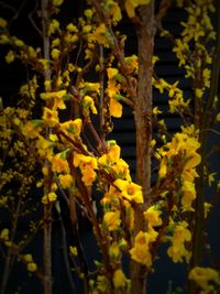 Close-up of flower against blurred background