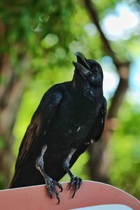 Close-up of black bird perching on hand