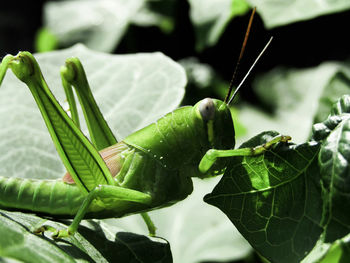 Close-up of grasshopper on leaves