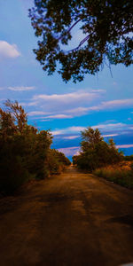 Footpath amidst trees against sky