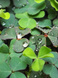 High angle view of raindrops on leaves