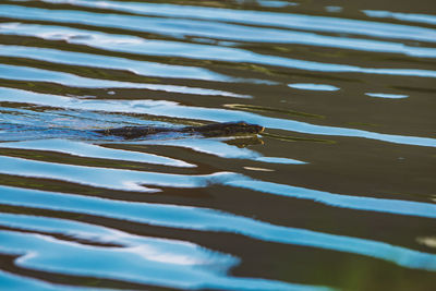 Full frame shot of rippled water