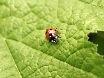 High angle view of ladybug on leaf