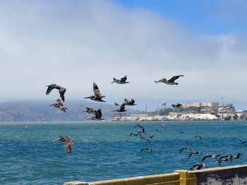 Seagulls flying over sea against sky