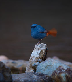 Close-up of bird perching on rock