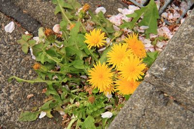 High angle view of yellow flowering plants