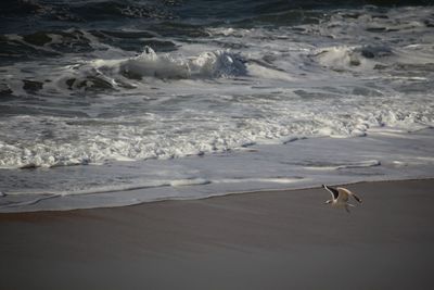 View of seagulls on beach