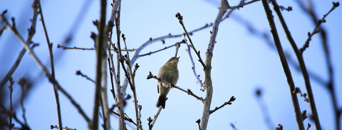 Low angle view of bird perching on tree against sky