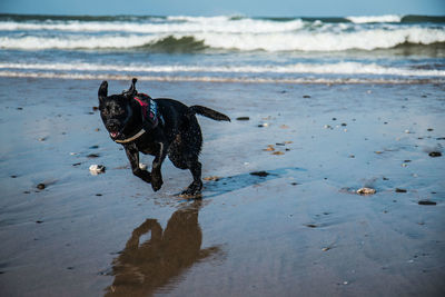 Black dog running at beach