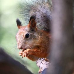 Close-up of squirrel