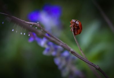 Close-up of insect on flower