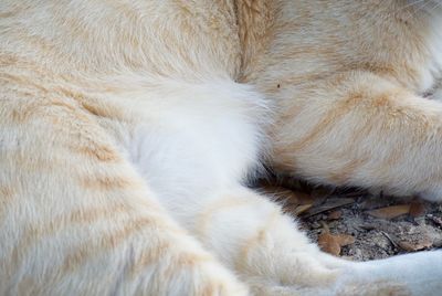 Close-up of cat sleeping