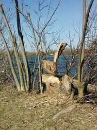 Bare trees on landscape