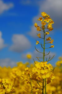 Close-up of yellow flowering plant