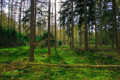 Pine trees in forest