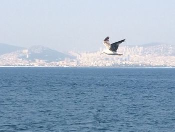 Bird flying over sea against clear sky