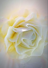 Close-up of yellow rose