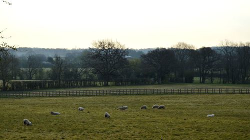 Sheep grazing in a field